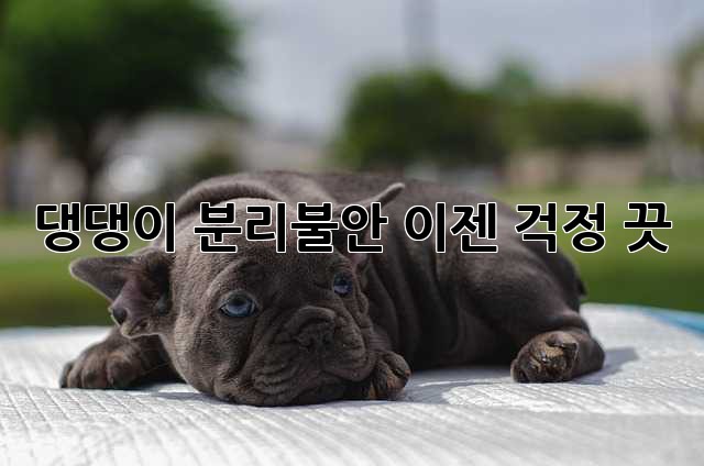 댕댕이 분리불안, 이젠 걱정 끗!🐶